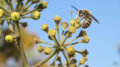 Colletes hederae im Garten
