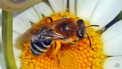 Colletes similis im Garten