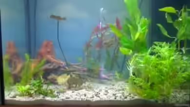 Colour Dream von Ich ben Aquaruarianer