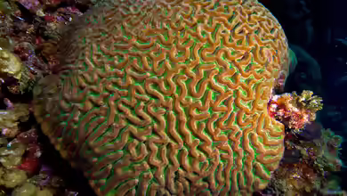 Colpophyllia natans im Aquarium halten