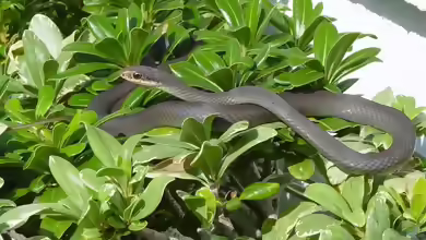 Coluber constrictor im Terrarium halten