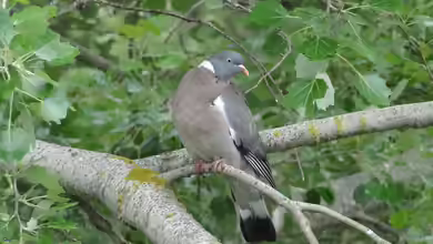 Columba palumbus im Garten