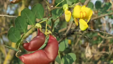 Colutea arborescens im Garten pflanzen
