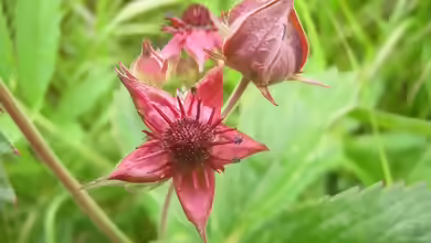 Comarum palustre im Garten pflanzen