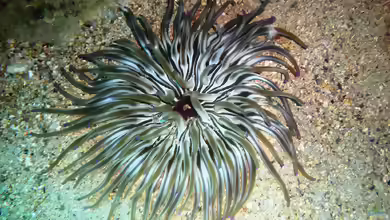 Condylactis aurantiaca im Aquarium halten