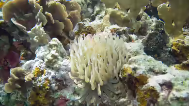Condylactis gigantea im Aquarium halten