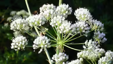 Conium maculatum im Garten pflanzen