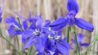 Consolida regalis im Garten pflanzen