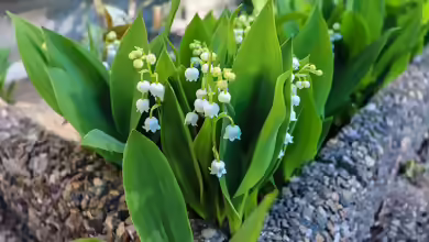 Convallaria majalis im Garten pflanzen