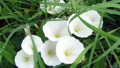 Convolvulus arvensis im Garten pflanzen
