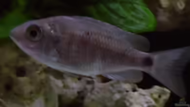 Copadichromis cyaneus im Aquarium halten