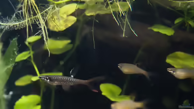 Copella arnoldi im Aquarium halten