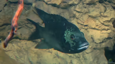Coptodon discolor im Aquarium