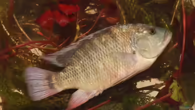 Coptodon rendalli im Aquarium halten