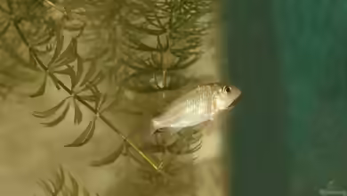 Coptodon snyderae im Aquarium halten