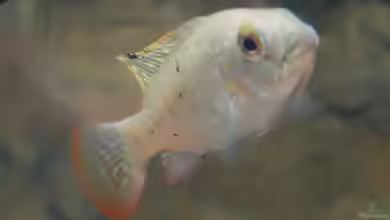 Coptodon zillii im Aquarium