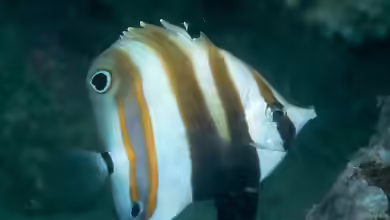 Coradion melanopus im Aquarium halten