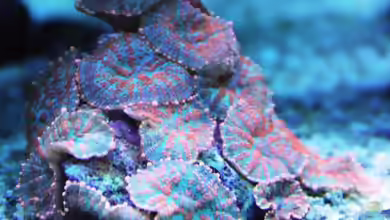 Corallimorpharia im Aquarium halten