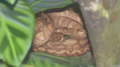 Corallus annulatus im Terrarium halten
