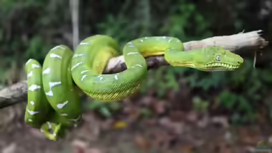 Corallus batesii im Terrarium halten