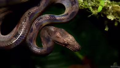 Corallus blombergi im Terrarium halten