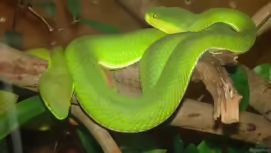 Corallus caninus im Terrarium halten