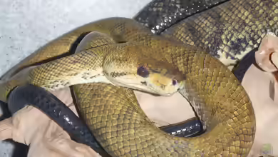 Corallus ruschenbergerii im Terrarium halten