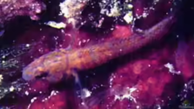 Corcyrogobius liechtensteini im Aquarium halten
