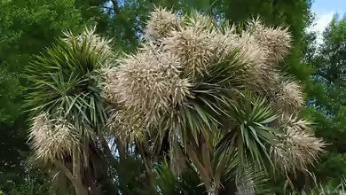 Cordyline australis im Garten pflanzen