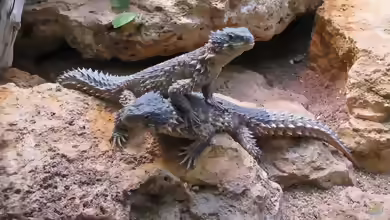 Cordylus giganteus im Terrarium halten