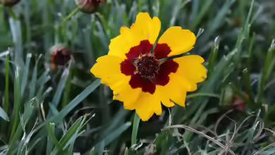 Coreopsis im Garten pflanzen