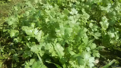 Coriandrum sativum am Gartenteich