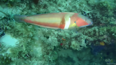 Coris auricularis im Aquarium halten