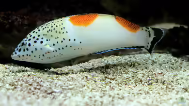 Coris aygula im Aquarium halten