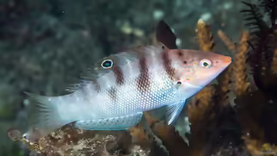 Coris batuensis im Aquarium halten