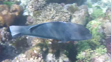 Coris bulbifrons im Aquarium halten