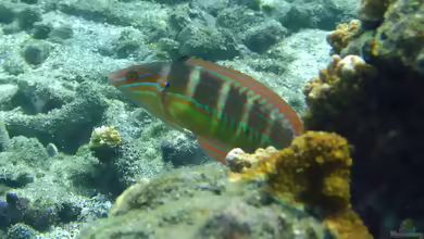 Coris caudimacula im Aquarium halten