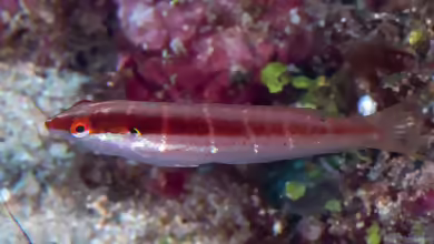 Coris dorsomacula im Aquarium halten