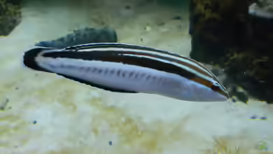 Coris flavovittata im Aquarium halten