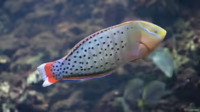 Coris formosa im Aquarium halten