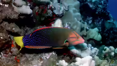 Coris gaimard im Aquarium halten