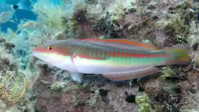 Coris julis im Aquarium halten