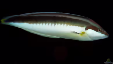 Coris musume im Aquarium halten