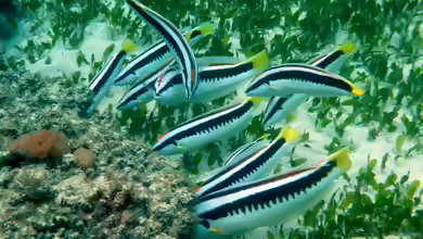 Coris picta im Aquarium halten