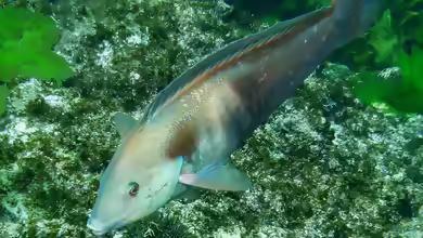 Coris sandeyeri im Aquarium halten