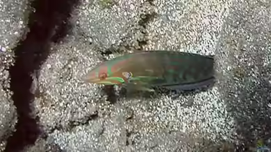 Coris venusta im Aquarium halten