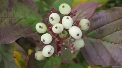 Cornus alba im Garten pflanzen