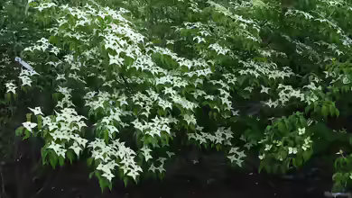 Cornus kousa im Garten pflanzen