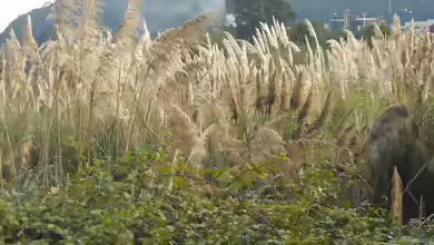Cortaderia selloana am Gartenteich pflanzen