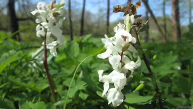 Corydalis cava im Garten pflanzen